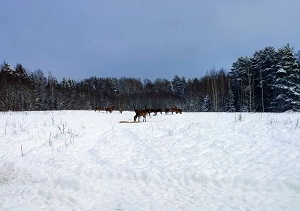 Как в ГЛХУ «Красносельское» заботятся о диких животных в зимний период