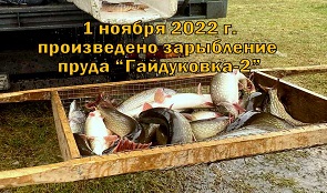 1 ноября произведено зарыбление пруда «Гайдуковка-2» особями щуки массой от 1,5 кг.